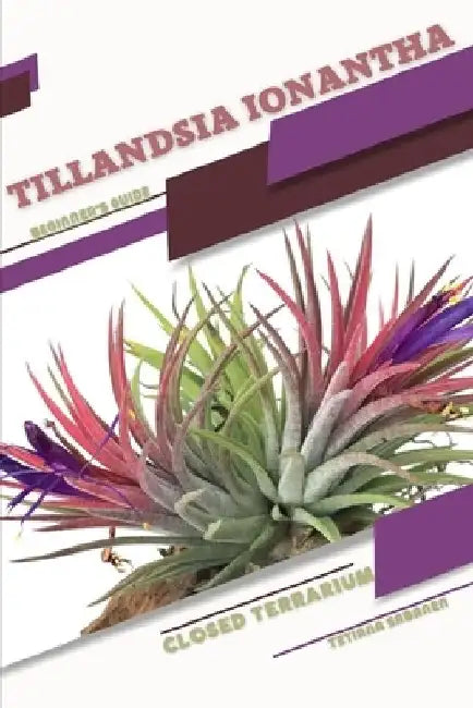 Tillandsia ionantha: Closed terrarium, Beginner's Guide by Tetiana Sabanen