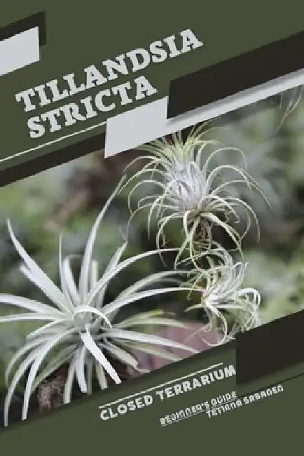 Tillandsia stricta: Closed terrarium, Beginner's Guide by Tetiana Sabanen