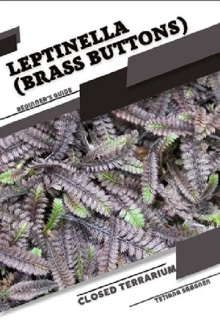 Leptinella (Brass Buttons): Closed terrarium, Beginner's Guide by Tetiana Sabanen