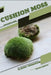 Cushion Moss: Closed terrarium, Beginner's Guide by Tetiana Sabanen