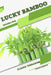 Lucky Bamboo: Closed terrarium, Beginner's Guide by Tetiana Sabanen