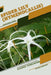 Spider Lily (Hymenocallis): Closed terrarium, Beginner's Guide by Tetiana Sabanen
