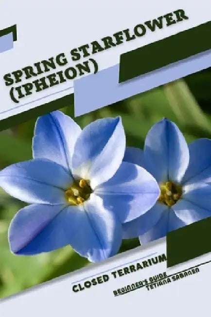 Spring Starflower (Ipheion): Closed terrarium, Beginner's Guide by Tetiana Sabanen