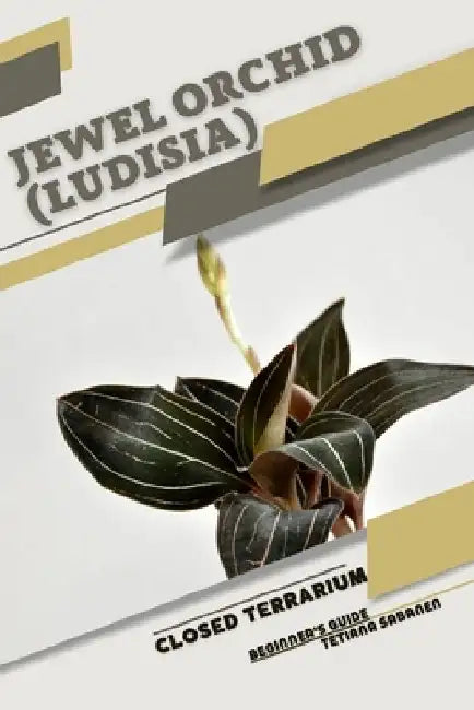 Jewel Orchid (Ludisia): Closed terrarium, Beginner's Guide by Tetiana Sabanen