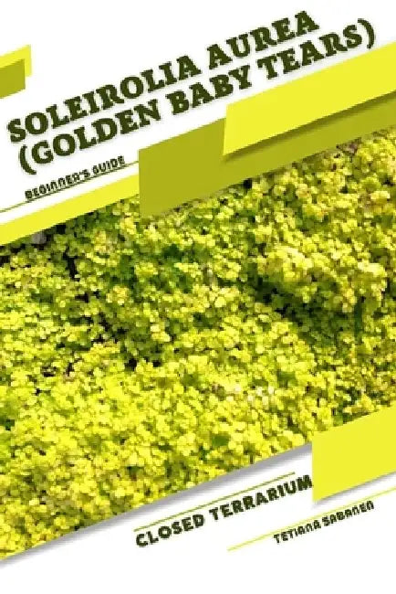 Soleirolia Aurea (Golden Baby Tears): Closed terrarium, Beginner's Guide by Tetiana Sabanen