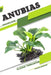 Anubias: Closed terrarium, Beginner's Guide by Tetiana Sabanen