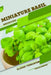 Miniature Basil: Closed terrarium, Beginner's Guide by Tetiana Sabanen