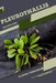 Pleurothallis: Closed terrarium, Beginner's Guide by Tetiana Sabanen