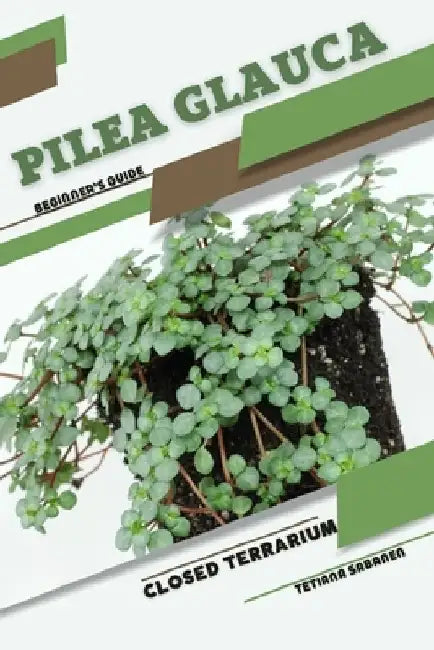 Pilea glauca: Closed terrarium, Beginner's Guide by Tetiana Sabanen