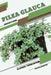 Pilea glauca: Closed terrarium, Beginner's Guide by Tetiana Sabanen