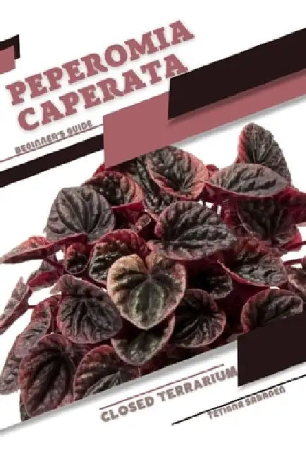Peperomia caperata: Closed terrarium, Beginner's Guide by Tetiana Sabanen