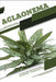Aglaonema: Closed terrarium, Beginner's Guide by Tetiana Sabanen