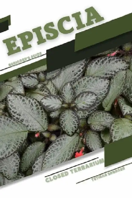 Episcia: Closed terrarium, Beginner's Guide by Tetiana Sabanen