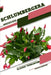 Schlumbergera: Closed terrarium, Beginner's Guide by Tetiana Sabanen