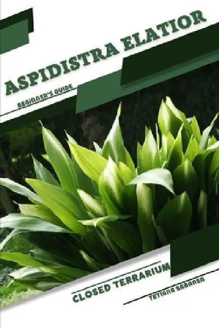 Aspidistra elatior: Closed terrarium, Beginner's Guide by Tetiana Sabanen