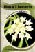 Hoya Linearis: Plant overview and guide by Mixa Lungu