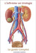 L'Infirmier en Urologie - Le Guide Complet by Carewell, Alexandre
