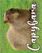 The Capybara Cutie Club 2026 Calendar by Patrick, B.