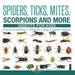 Spiders, Ticks, Mites, Scorpions and More Insects for Kids - Arachnid Edition Children's Bug & Spider Books by Baby Professor