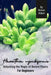 Haworthia cymbiformis: Unlocking the Magic of Desert Plants, For Beginners by Roman Aldash