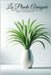 La Plante Araignée: Beauté et Purification d'Air pour votre Maison by Rahal, Saad
