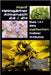 Hanf Heimgärtner Almanach 23/24: Das 1 x 1 des zyklischen Indoor-Anbaus by Gartner, John
