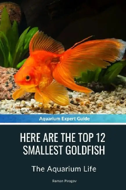 Here Are The Top 12 Smallest Goldfish: The Aquarium Life by Roman Pirogov