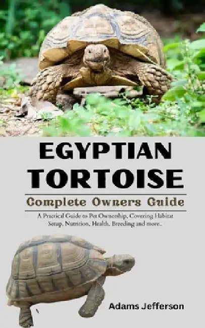 Egyptian Tortoise by Adams Jefferson