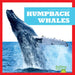 Humpback Whales by Jenna Lee Gleisner