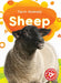 Sheep by Rebecca Sabelko