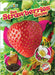See Strawberries Grow by Chang, Kirsten
