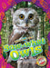 Saw-Whet Owls by Rachael Barnes