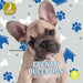 French Bulldogs by Christina Earley