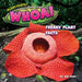 Whoa! by Rex Ruby