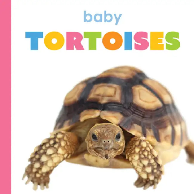 Baby Tortoises by Meg Greve