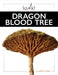 Dragon Blood Tree by Ashley Gish