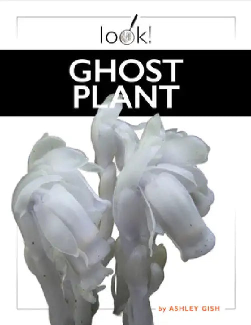 Ghost Plant by Ashley Gish