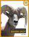 Bighorn Sheep by Nell Musolf