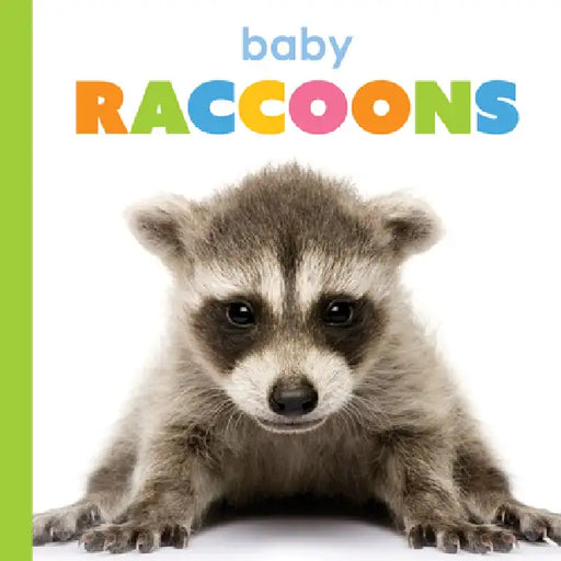 Baby Raccoons by Kim Thompson