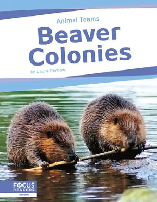 Beaver Colonies by Laura Perdew