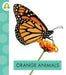 Orange Animals by Golriz Golkar