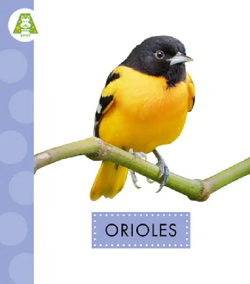 Orioles by Anastasia Suen