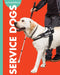 Curious about Service Dogs by Cari Meister