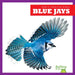 Blue Jays by Rachel Grack