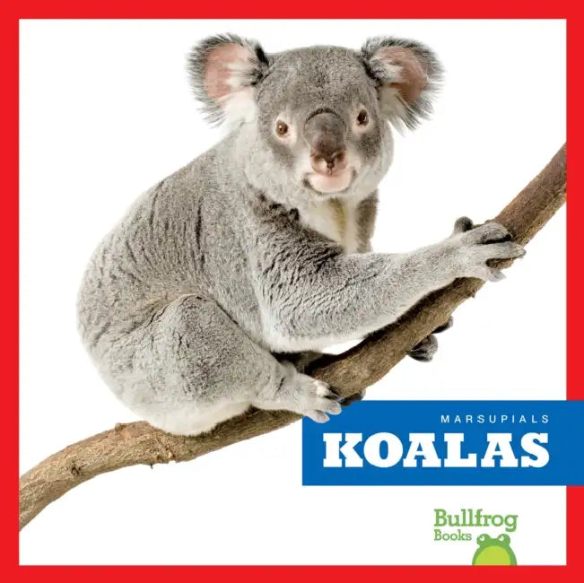Koalas by Natalie Deniston