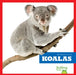 Koalas by Natalie Deniston