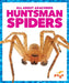 Huntsman Spiders by Jenna Lee Gleisner