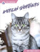 American Shorthairs by Abby Doty