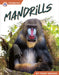 Mandrills by Trudy Becker