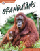 Orangutans by Trudy Becker